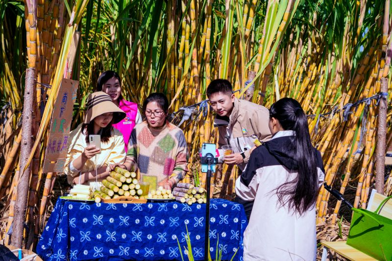 【视频】江西峡江：“甜蜜直播” 火了 甘蔗地里卖货忙